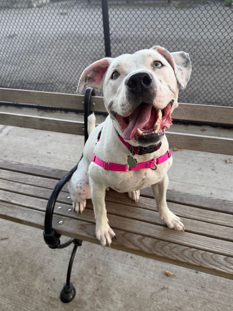 MoMo, a white spotted Pitbull and Dalmatian mix, smiling on a park bench